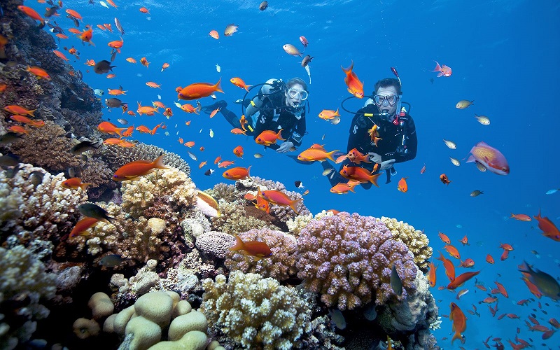 Lặn ngắm san hô, khám phá lòng đại dương Phú Quốc